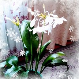 �����, ������, 64 ����