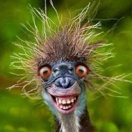 ��, �����-���������, 51 ���