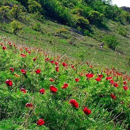 ������, �����-���������, 52 ����