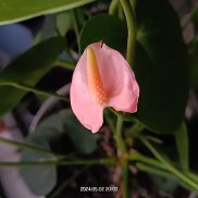 �������, 37 ���, ���������