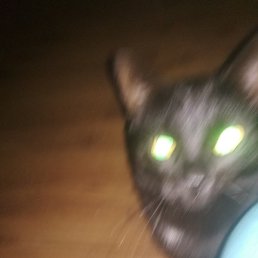 ����, �������, 51 ���