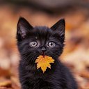 ���� �������, ������, 62 ���� - ��������� 2 ������ 2025 � ������ ������ ��������