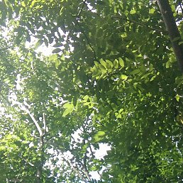 �������, ������, 43 ����