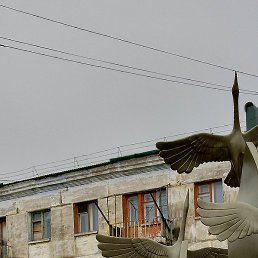 ��������, �����������, 50 ���