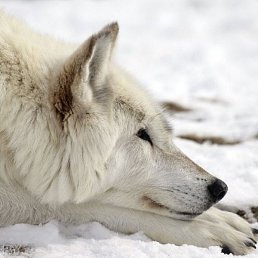 ������, ��������, 65 ���