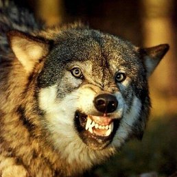 Zzzz, ���������, 35 ���