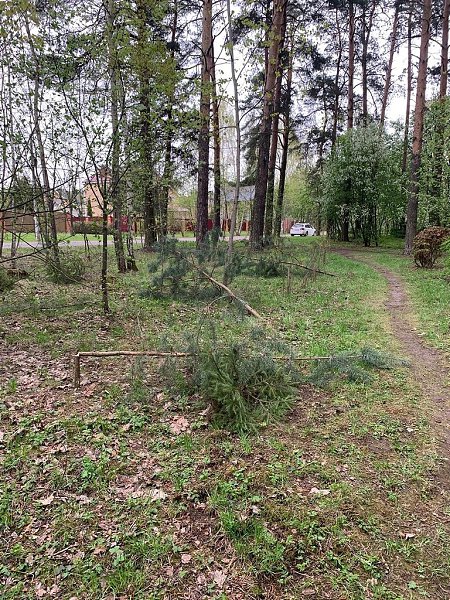 В деревне Леониха (Лосино-Петровский) неизвестные повредили все деревья на аллее ветеранов, которую ... - 3