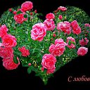 ���� Ljuba, ������ - ��������� 29 ����� 2026 � ������ ���� ����������