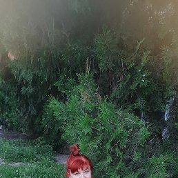 , 66, 