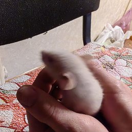 ���� �����, ����, 46 ��� - ��������� 10 ������ 2026