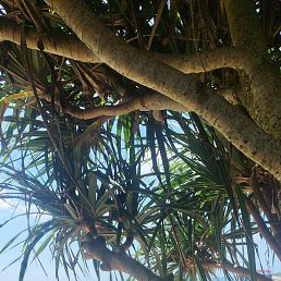 ���������, ������, 37 ���