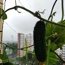 ���� �������, ������� - ��������� 22 ������� 2026 � ������ �����....�� ����.....�