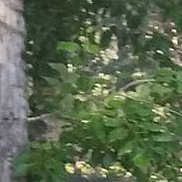 , 51 , 