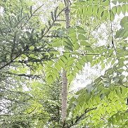 �������, 43 ����, �����������