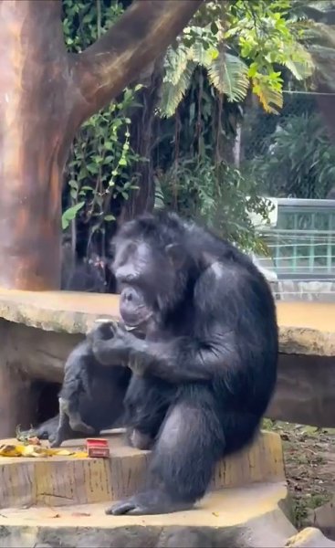 aaa a pee a paoe   ae cop ooapa  ae ooeoo pea ...