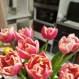 ���� ������, ������, 49 ��� - ��������� 12 ������ 2026