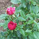 ���� ������, �����-���������, 62 ���� - ��������� 25 �������� 2025 � ������ �������