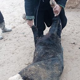 ������, �����������, 43 ����