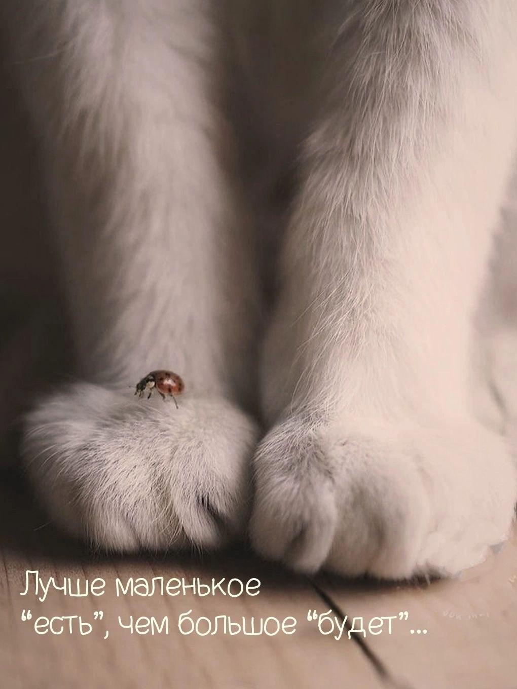 ***Victoria Viktorovna*** - 11  2025  12:40
