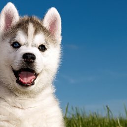 ������, ��������, 46 ���