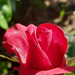 ���� ���������, �����, 65 ��� - ��������� 15 ������� 2026