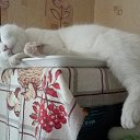 ���� ������, ��������, 72 ���� - ��������� 13 ������ 2025 � ������ ������ ��������