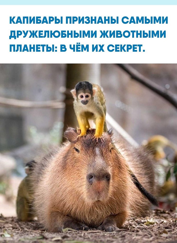 ��� �p����e �p����� ����a��c� �o��� c ������ ���a��: �����, o�e����� � �a�e pe������ c�o�o��o c���� ...