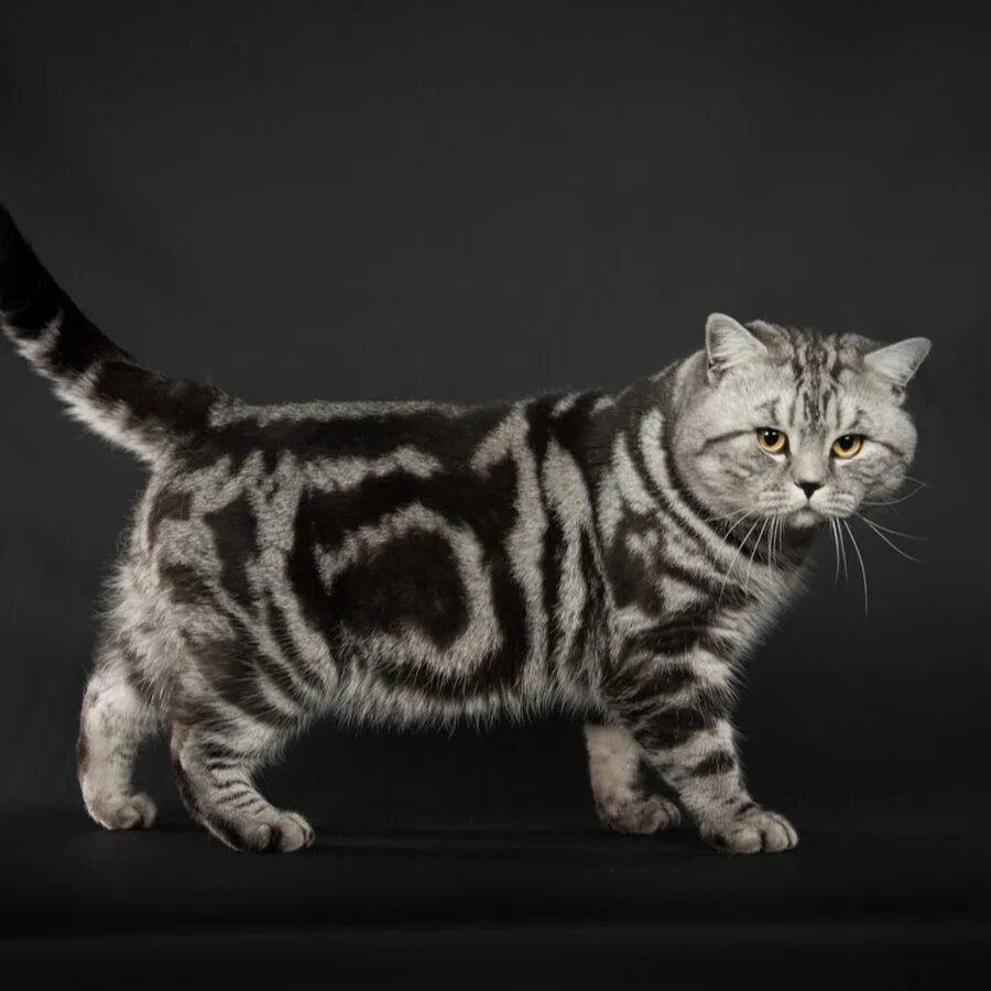 ����� ������ ����������� � ������ ������, �������, ���������� �� ������� ������, ���������� ������� ... - 2