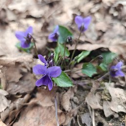 �����, ������