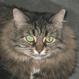 �����, ������ ��������, 67 ���