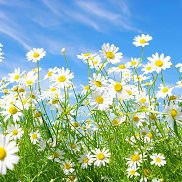 ���, 53 ����, �����-���������