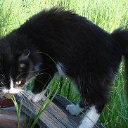 �������, 40 ���, ������������