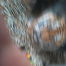 ���, ������, 39 ���