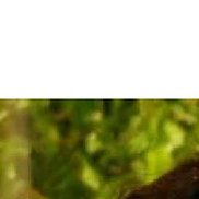 ��������, 38 ���, ������