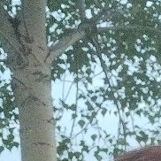 ����������, 46 ���, ������