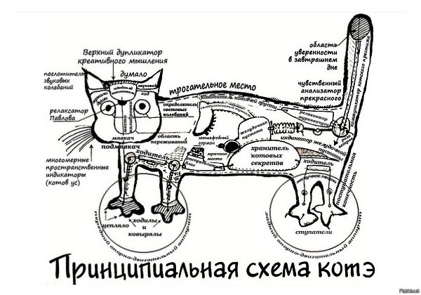 Настоящий кот мечтает об одном: прожить жизнь безмятежно, и чтобы люди поменьше в нее вмешивались. В ...