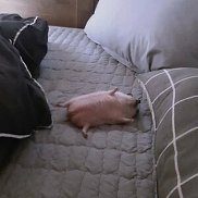 �����, 29 ���, ���������