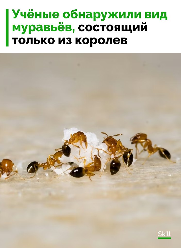 ������������� ������� ��� Temnothorax kinomurai, ������� �������� ��������� ������� �� ����� � ��� ...