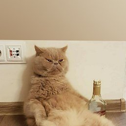 ���� �, ������, 51 ��� - ��������� 17 ������� 2023