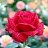 ���� Rose, �������� - ��������� 24 ������� 2024