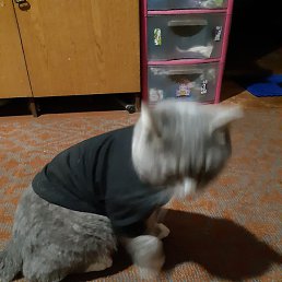 �����, ����������, 39 ���