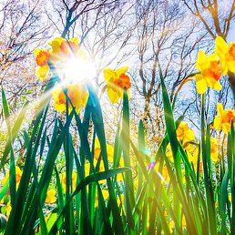 ���, �����������