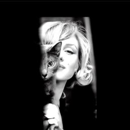 ˸�, ���������, 51 ���