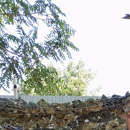 �������, ��������, 50 ���