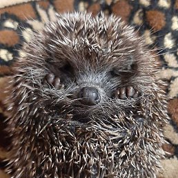 �������, ������, 51 ���