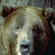 �����, 61 ���, ��������