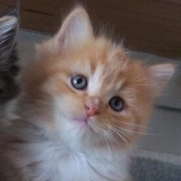 ������, ������, 62 ����