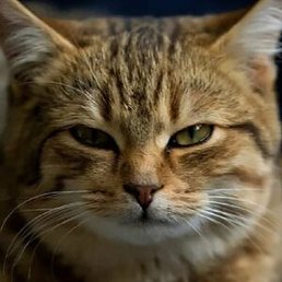 A, �������, 41 ���