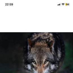 ��, �����������, 57 ���