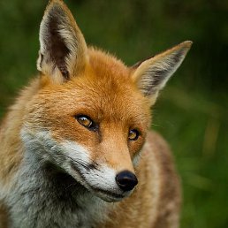 Fox, ������������, 52 ����